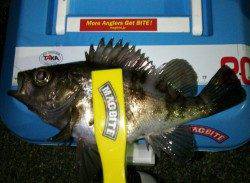 アジを求めて泉南をランガン、ナイスサイズのメバルも