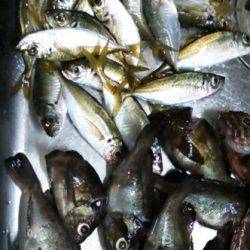 アジを求めて泉南をランガン、ナイスサイズのメバルも