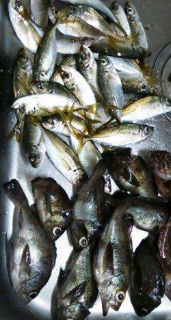 アジを求めて泉南をランガン、ナイスサイズのメバルも