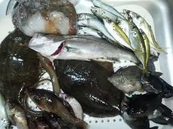 今季初カレイ、竿尻の浮く気持ちいい当りを堪…