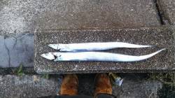 夜３時頃からワインドで太刀魚を狙いました