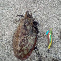 上野漁港にて夕マズメ狙いのエギング