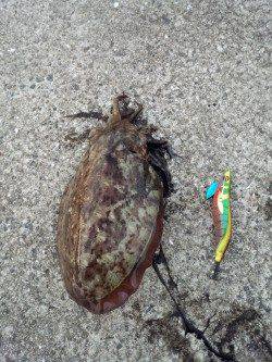 上野漁港にて夕マズメ狙いのエギング