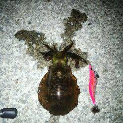 上野漁港にて夕マズメ狙いのエギング