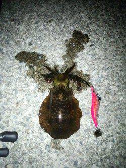 上野漁港にて夕マズメ狙いのエギング