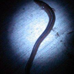 本荘人工島のちょい投げで丸々太った穴子