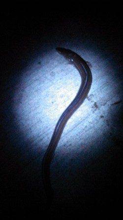 本荘人工島のちょい投げで丸々太った穴子