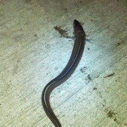 本荘人工島のちょい投げで丸々太った穴子