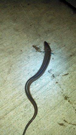 本荘人工島のちょい投げで丸々太った穴子