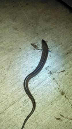 本荘人工島のちょい投げで丸々太った穴子