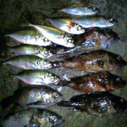 樽井漁港　風がある中でのアジング釣行