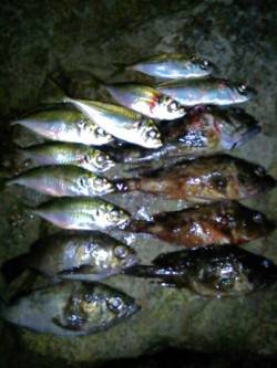 樽井漁港　風がある中でのアジング釣行