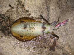 江井ヶ島でエギング、底をネチネチ攻めてたら…