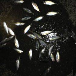 舞洲でアジング、開始早々からひったくる当たりが連発