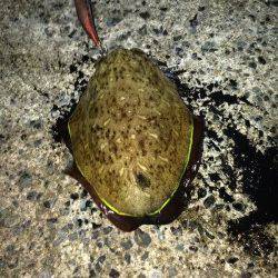 養老　夜のエギングでケンサキ・コウイカ・アオリの3目釣り