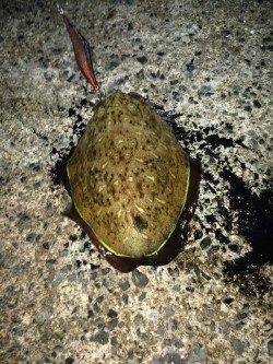 養老　夜のエギングでケンサキ・コウイカ・アオリの3目釣り