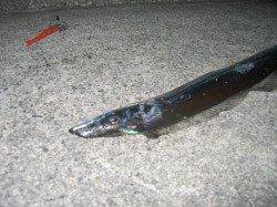 田尻漁港でワインド、指4本分を上げることができました