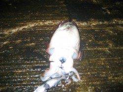 南の風のタイミングを狙って…深日漁港でエギング