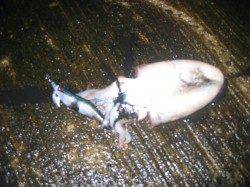 南の風のタイミングを狙って…深日漁港でエギング