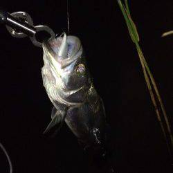 紀ノ川河口、バイブレーションを流しているとヒット！