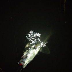 紀ノ川河口、バイブレーションを流しているとヒット！