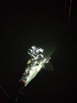 紀ノ川河口、バイブレーションを流しているとヒット！