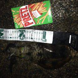 一日ランガンして、アオリイカ計5杯の釣果