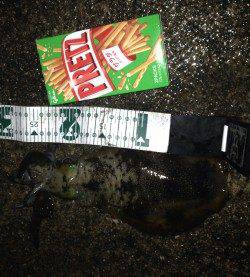 一日ランガンして、アオリイカ計5杯の釣果