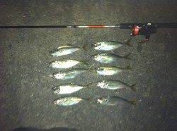 舞洲でのアジング　レギュラーサイズを持ち帰り分だけキープ