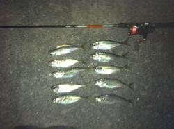 舞洲でのアジング　レギュラーサイズを持ち帰…