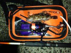 岸和田でのアジング新規開拓釣果