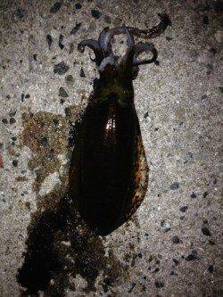 水温も低いですがまだまだ釣れます！雑賀崎でアオリイカ