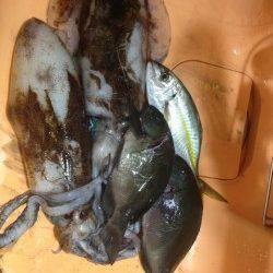 田並の磯でグレ・シマアジ・アオリイカ