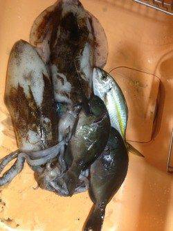 田並の磯でグレ・シマアジ・アオリイカ