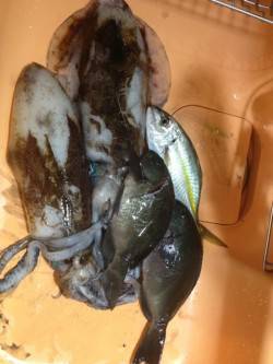 田並の磯でグレ・シマアジ・アオリイカ