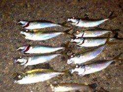 兵突でアジング　バイトはボトムばかりでした