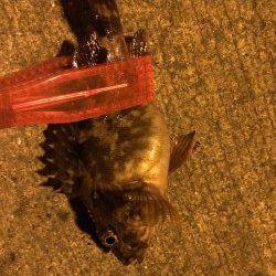 北公園　午後10時からのアジングでアジ16尾　0時過ぎ納竿