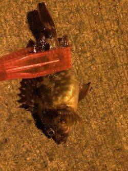 北公園　午後10時からのアジングでアジ16尾　0時過ぎ納竿