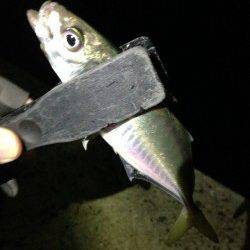 田辺周辺へ尺アジ調査…20㎝前後のアジでした