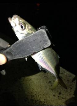 田辺周辺へ尺アジ調査…20㎝前後のアジでし…