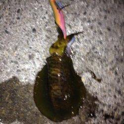 水温も低いですがまだまだ釣れます！雑賀崎でアオリイカ