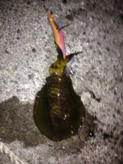 水温も低いですがまだまだ釣れます！雑賀崎で…