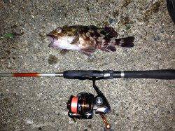 今シーズン初のメバル狙いに小島周辺を2～3ヶ所ランガン