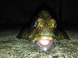 舞洲にアジを求めて行って来ました