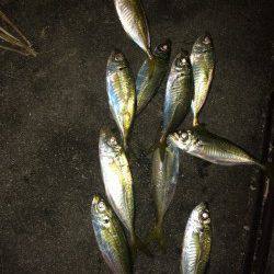 北公園で午後１０時から０時過ぎまでのアジング釣行