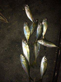 北公園で午後１０時から０時過ぎまでのアジング釣行