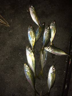 北公園で午後１０時から０時過ぎまでのアジン…