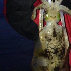 一日ランガンして、アオリイカ計5杯の釣果