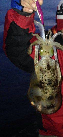 一日ランガンして、アオリイカ計5杯の釣果