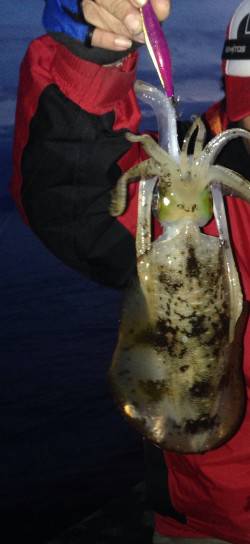 一日ランガンして、アオリイカ計5杯の釣果